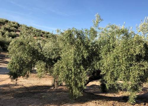 imagen 1 de Venta de finca olivar de riego en Torre del Campo (Jaén)
