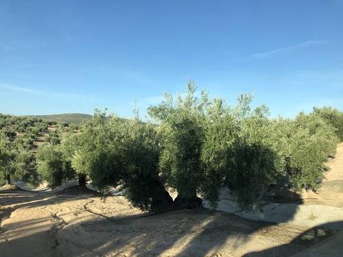 imagen 2 de Venta de finca olivar de riego en Torre del Campo (Jaén)