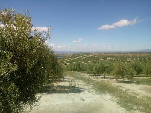 imagen 1 de Venta de finca en Huesa (Jaén)