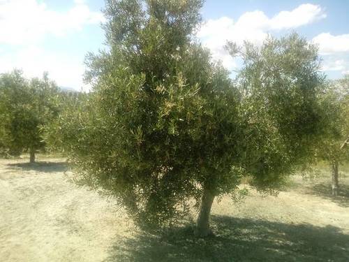 imagen 1 de Venta de finca en Huesa (Jaén)