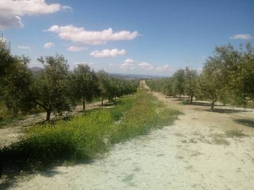 imagen 2 de Venta de finca en Huesa (Jaén)