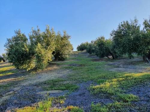 imagen 2 de Venta de olivar en Torre del Campo (Jaén)