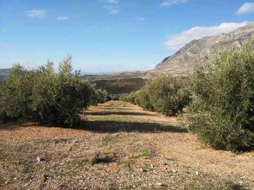 imagen 1 de Venta de finca de olivos en Bedmar (Jaén)
