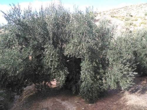 imagen 2 de Venta de finca de olivos en Bedmar (Jaén)