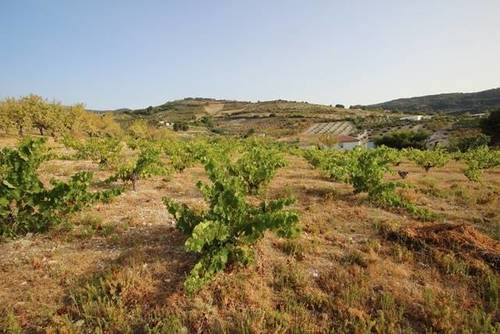 imagen 2 de Venta de magnífico viñedo en Torre del Campo (Jaén)