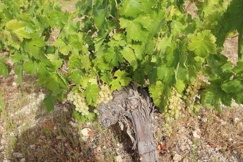 imagen 3 de Venta de magnífico viñedo en Torre del Campo (Jaén)