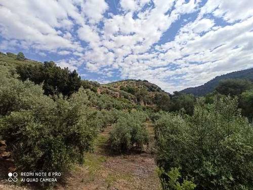 imagen 1 de Venta de finca de olivos en Mogón (Jaén)