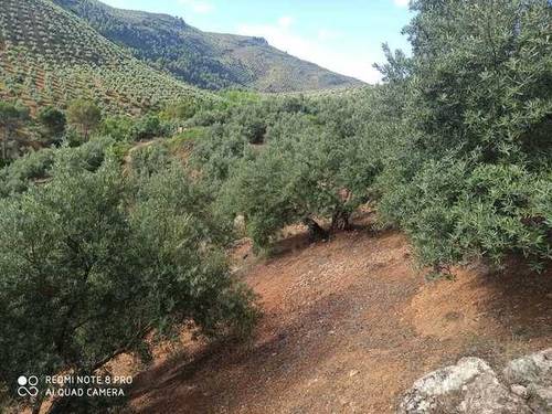 imagen 2 de Venta de finca de olivos en Mogón (Jaén)