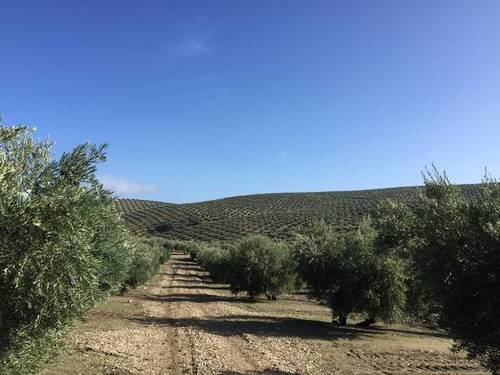 imagen 1 de Venta de finca olivar en Santiago de Calatrava (Jaén)