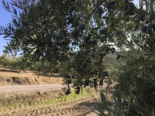 imagen 1 de Venta de finca olivar en Santiago de Calatrava (Jaén)