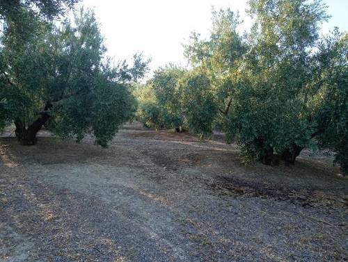 imagen 1 de Venta de finca en Bedmar (Jaén)