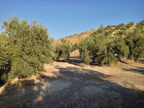 imagen 2 de Venta de finca en Bedmar (Jaén)