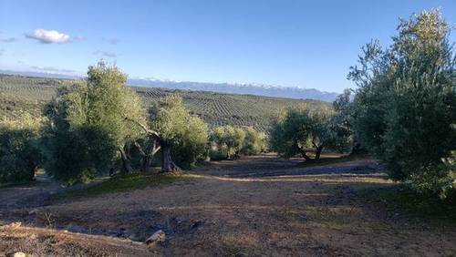 imagen 1 de Venta de finca olivar en Úbeda (Jaén)
