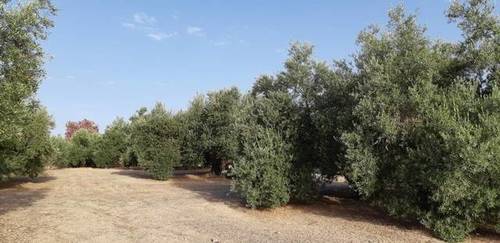 imagen 1 de Venta de campo de olivas en Úbeda (Jaén)