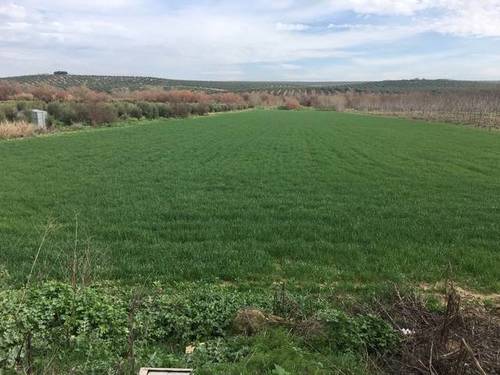 imagen 1 de Venta de terreno de regadío en Mengíbar (Jaén)