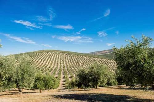 imagen 1 de Venta de fincas en Jaén, (Jaén)