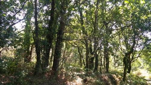 imagen 1 de Venta de preciosa finca en Vedra (La Coruña)