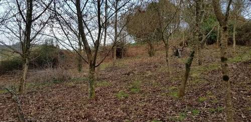 imagen 1 de Venta de finca de nogal en Betanzos (La Coruña)