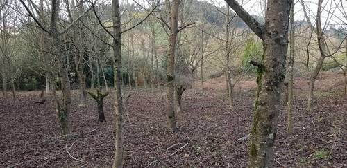 imagen 1 de Venta de finca de nogal en Betanzos (La Coruña)