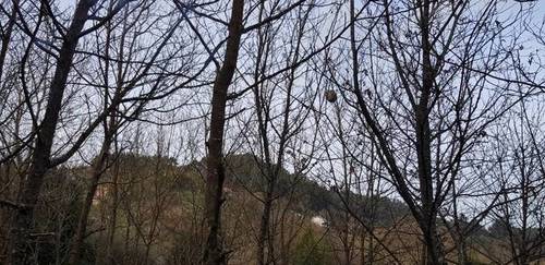 imagen 2 de Venta de finca de nogal en Betanzos (La Coruña)