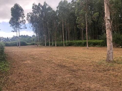 imagen 1 de Venta de finca en Carnoedo (La Coruña)