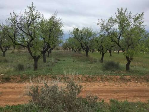 imagen 1 de Venta de magnífica finca de almendros en Arnedo (La Rioja)