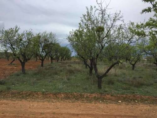 imagen 1 de Venta de magnífica finca de almendros en Arnedo (La Rioja)