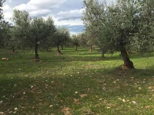 imagen 1 de Venta de finca olivar en Arnedo (La Rioja)