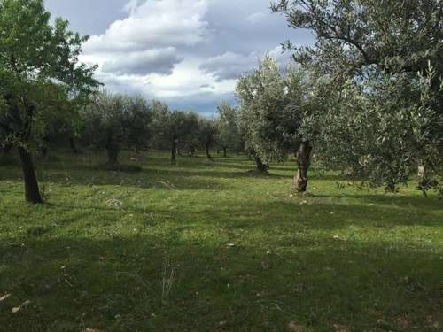 imagen 2 de Venta de finca olivar en Arnedo (La Rioja)