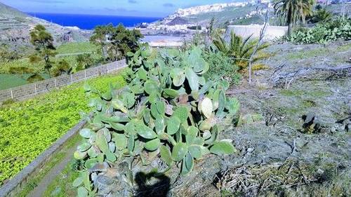 imagen 2 de Venta de finca en Las Palmas de Gran Canaria.