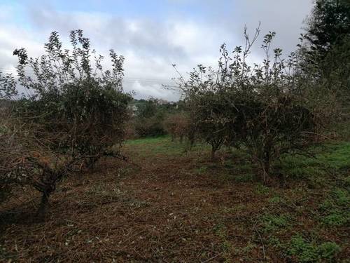 imagen 1 de Venta de finca en Valleseco (Las Palmas)