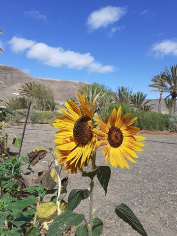 imagen 1 de Venta de estupenda finca en Puerto del Rosario (Las Palmas)
