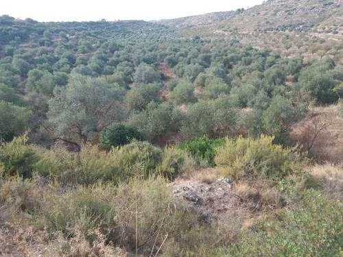 imagen 1 de Venta de campo olivar Castelldáns (Lérida)