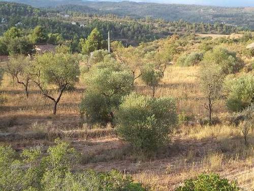 imagen 2 de Venta de estupenda finca Cervia De Les Garrigues (Lérida)