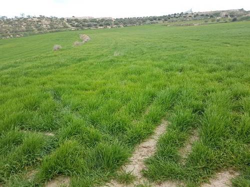 imagen 1 de Venta de terreno en  Les Borges Blanques/Borjas Blancas (Lérida)