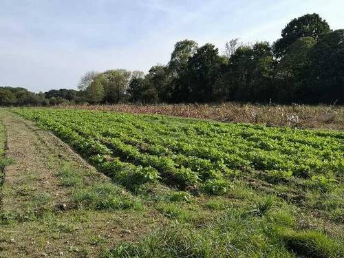 imagen 1 de Venta de impresionante finca en Castro de Rey (Lugo)