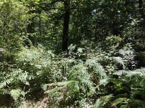 imagen 1 de Venta de preciosa finca en Lugo (Lugo)