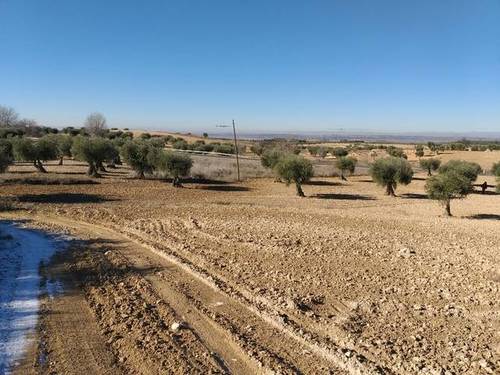imagen 1 de Venta/Alquiler de finca olivar en Chinchón (Madrid)