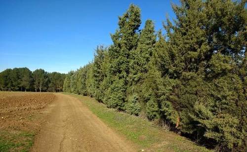 imagen 3 de Venta de finca en Chinchón (Madrid)