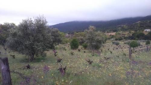 imagen 2 de Venta de bonita finca en San Martín de Valdeiglesias (Madrid)