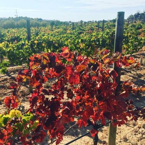 imagen 3 de Venta de magnífica finca en Campo Real (Madrid)