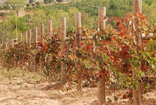 imagen 1 de Venta de magnífica finca en Campo Real (Madrid)