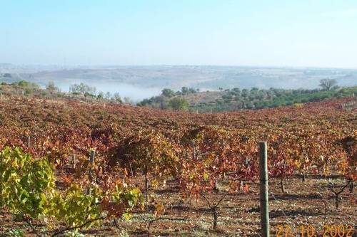 imagen 4 de Venta de magnífica finca en Campo Real (Madrid)