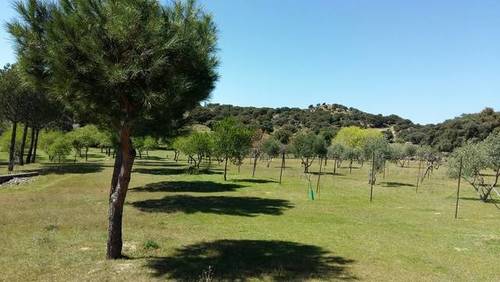 imagen 1 de Venta de preciosa finca en Colmenar del Arroyo (Madrid)
