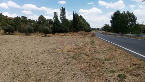 imagen 2 de Venta de campo olivar en Carabaña (Madrid)