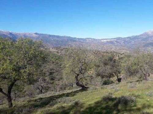 imagen 1 de Venta de finca de almendros en Guaro (Málaga)