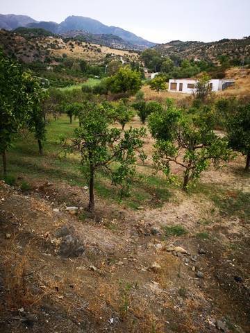 imagen 3 de Venta de estupenda finca de regadío en Tolox (Málaga)