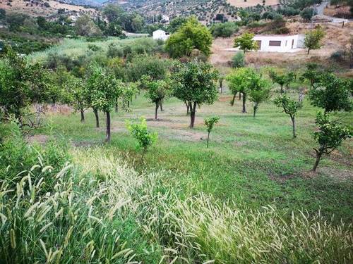 imagen 1 de Venta de estupenda finca de regadío en Tolox (Málaga)