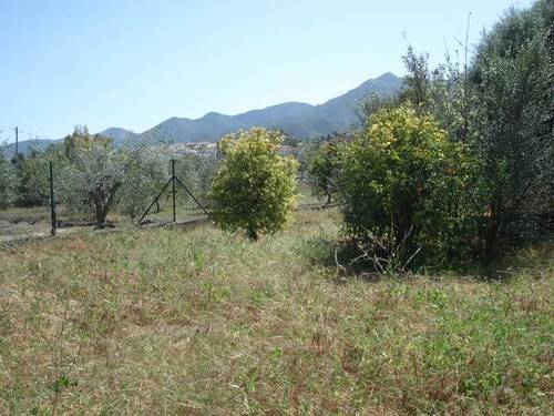 imagen 1 de Venta de finca olivar y frutales en Alhaurín el Grande (Málaga)