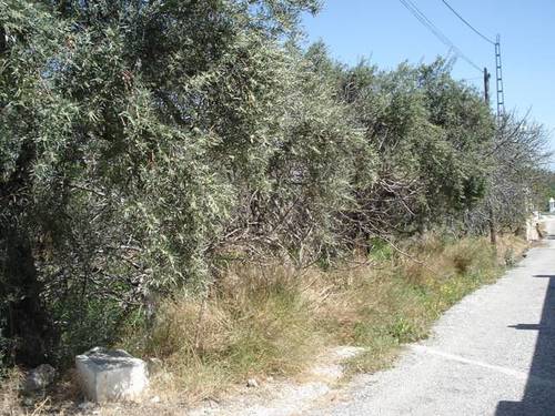 imagen 3 de Venta de finca olivar y frutales en Alhaurín el Grande (Málaga)